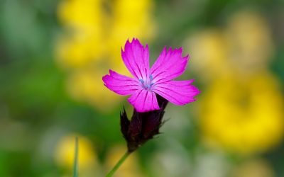 Small is beautiful